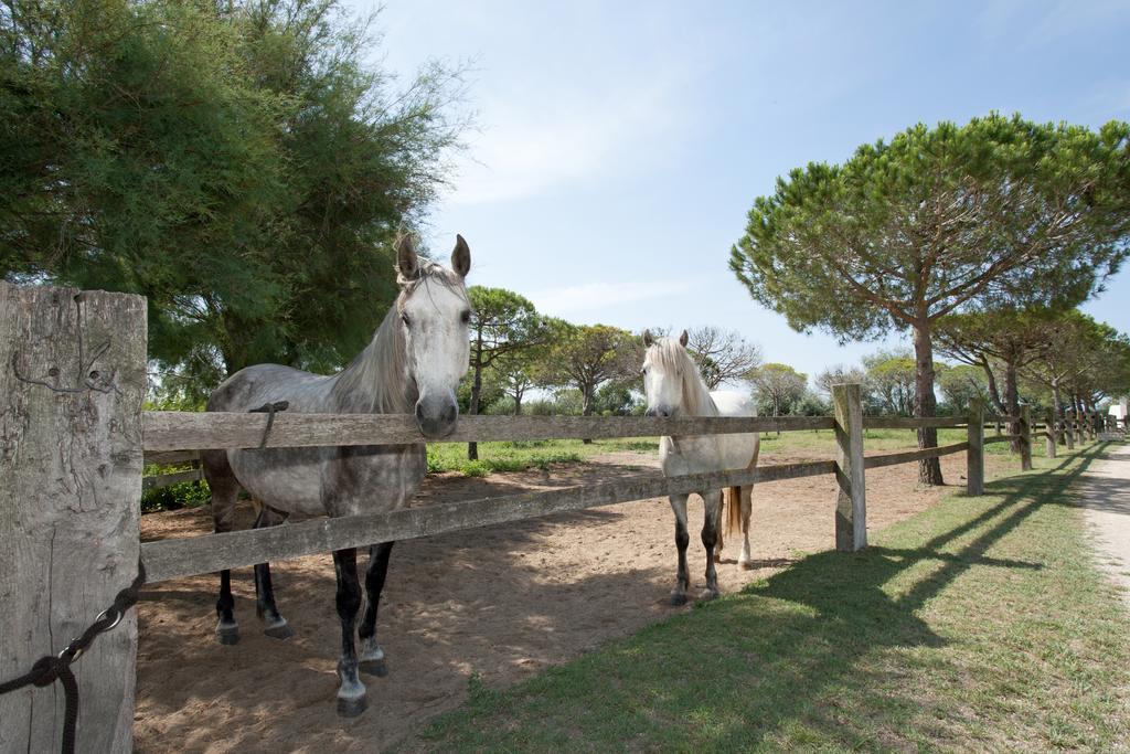 Gites Equestres Lou Caloun - Les Saintes Maries De La Mer Værelse billede
